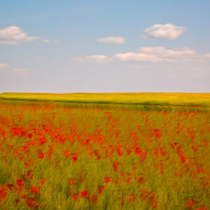 Les coquelicots V